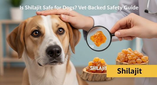 Is Shilajit Safe for Dogs? Vet-Backed Safety Guide