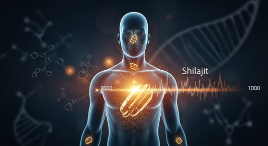 how long does shilajit last in your system