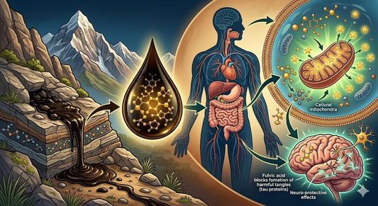 Fulvic Acid Content in Shilajit – Why It Matters for Health Benefits
